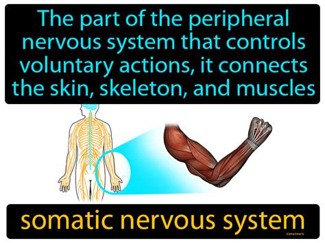 Somatic Nervous System Definition & Image | GameSmartz