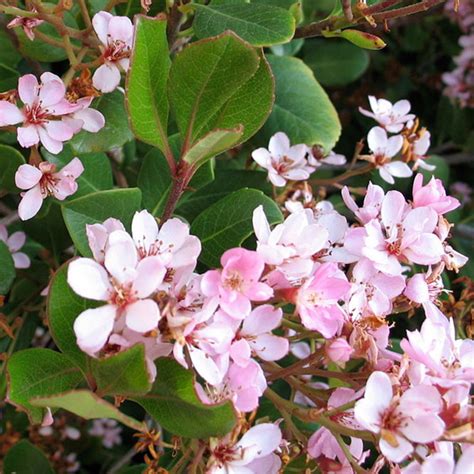 Indian Hawthorn Plant Species - The Good Earth Garden Center