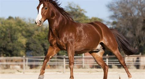 American Quarter Horse Breed Info & Facts