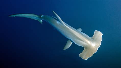 Hammerhead sharks 'hold their breath' in deeper, colder waters ...