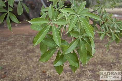 Adansonia Gregorii Boab (plant) | ubicaciondepersonas.cdmx.gob.mx