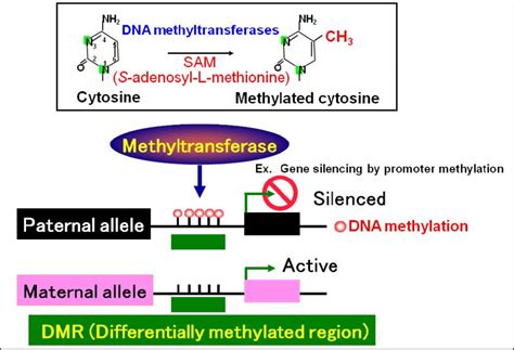 The regulation of imprinted gene by DNA methylation. DNA cytosine ...