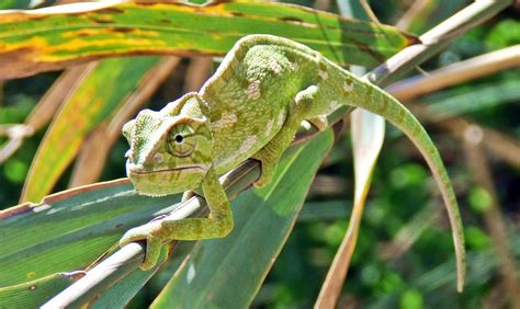 Chameleon Facts for Kids | How Do Chameleons Change Color?