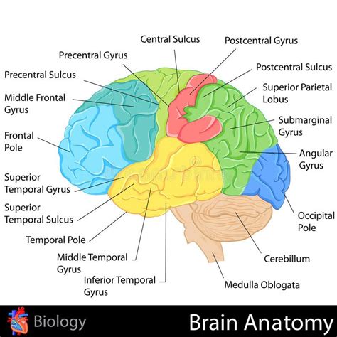 Brain Anatomy. Easy to edit illustration of Brain Anatomy diagram , # ...