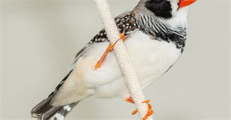 Close up of Australian Zebra Finch · Free Stock Photo