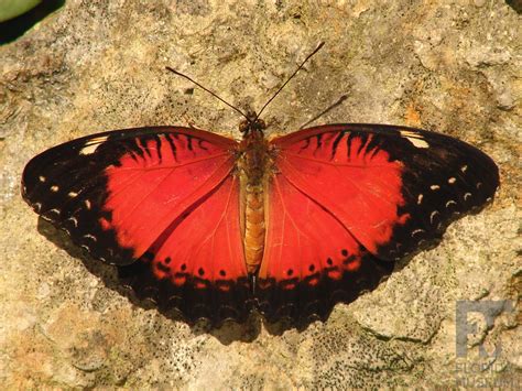 Red Lacewing – Exhibits