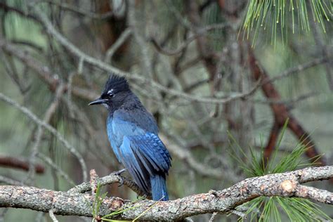 Blue Jay or Steller’s Jay: That is the question | Bonners Ferry Herald