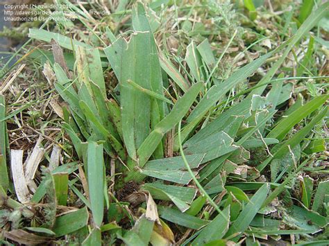 Plant Identification: CLOSED: An invasive grass in a lawn, 1 by nzwide