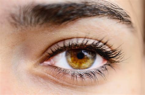 Woman's Brown Eye · Free Stock Photo