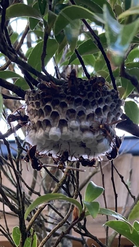 Paper wasp nest removal : r/melbourne