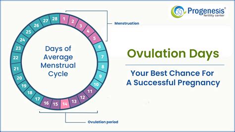 Webmd Pregnancy Ovulation Calendar - Olive Maryanna