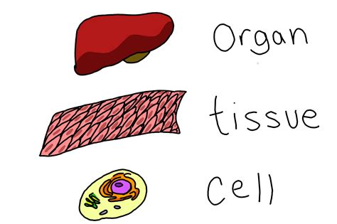 Essential Human Biology Cells Tissues The Brain