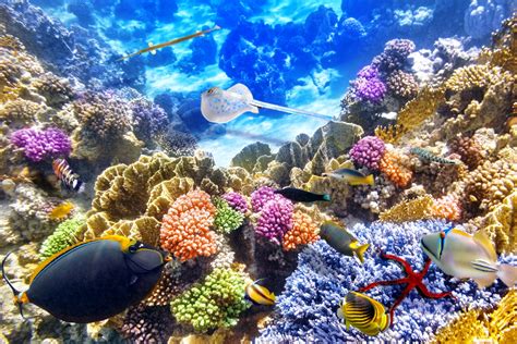 Stunning Underwater Scene: 4K Ultra HD Stingray Among Vibrant Coral