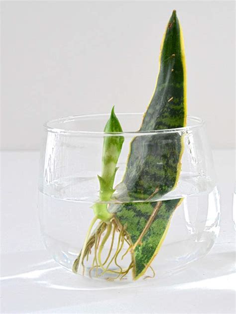 Snake Plant Propagation In Water: A Complete Guide - Plant Ideas ...