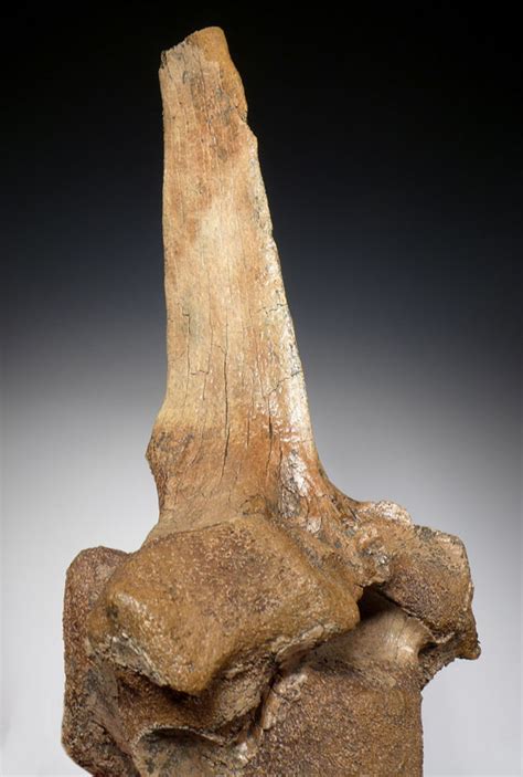 WOOLLY RHINO FOSSIL RHINOCEROS VERTEBRA