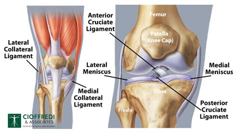 Knee Joint Overview - Cioffredi & Associates