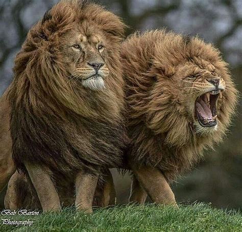 OUR PLANET DAILY on Instagram: “Check out the MANES on these guys 🦁 ...