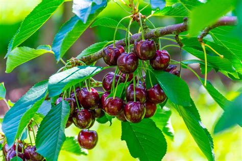 23 Different Types of Cherry Trees (With Pictures) | House Grail