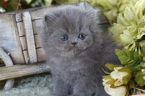 Cute(ᵔᴥᵔ) Teacup Persian Kittens, Persian Kittens For Sale, Teacup Cats ...