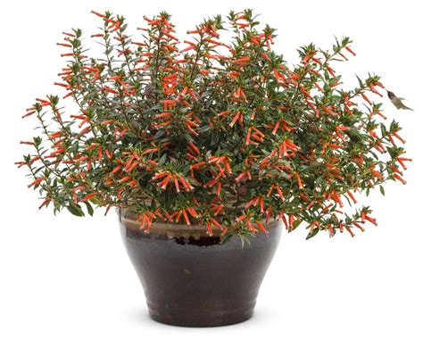 Vermillionaire® - Large Firecracker Plant - Cuphea hybrid | Plants ...