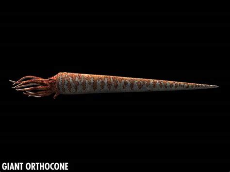 Giant Orthocone - Sea Monsters Wiki