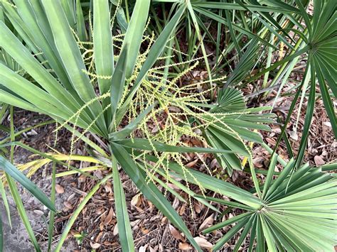 Saw Palmetto Palm | Plant Guide - Central Florida Plant Guide