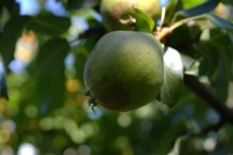 How to Control Pests and Diseases in Guava: Causes, Symptoms, Chemical ...