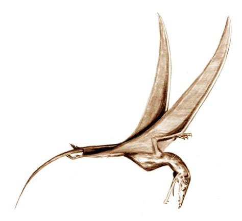 Eudimorphodon | Fossil Wiki | Fandom