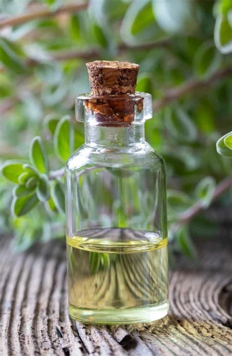 Marjoram Essential Oil Benefits, Uses, Side Effects and More - Dr. Axe