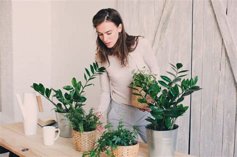 How Do Plants Purify the Air? | Plant Facts | Plants.com