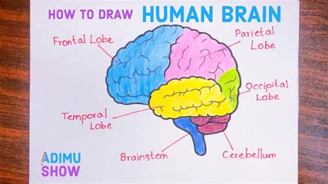 Human Brain Labeled Diagram Drawing How To Draw Human Brain Step By ...