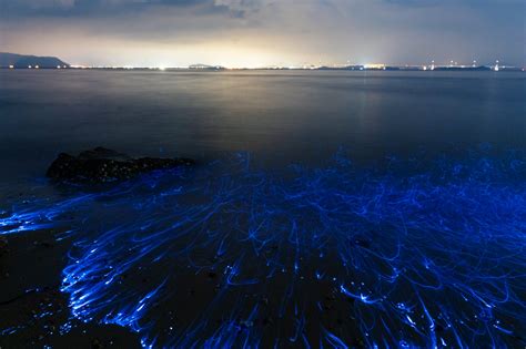 Macro Video of Bioluminescent Shrimp Shot with a Sony a7 III | PetaPixel