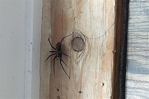 Eratigena duellica (Giant House Spider) in Campbell River, British ...