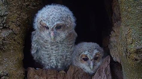 Tawny Owl Chicks Fly Free, With a Helping Hand From Me🦉🦉| Bonnie & Ozzy ...