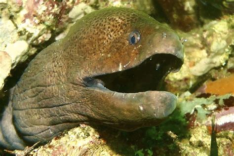 Giant Moray Eel (Gymnothorax javanicus) - Marine Life - Liveaboard Diving