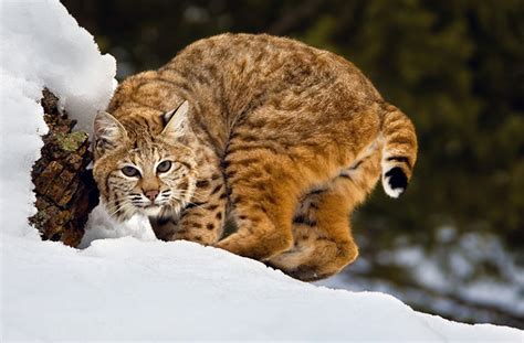 Animal You: Bobcat