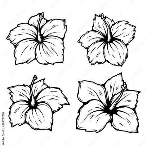 Draw A Hibiscus Flower And Label It | Best Flower Site