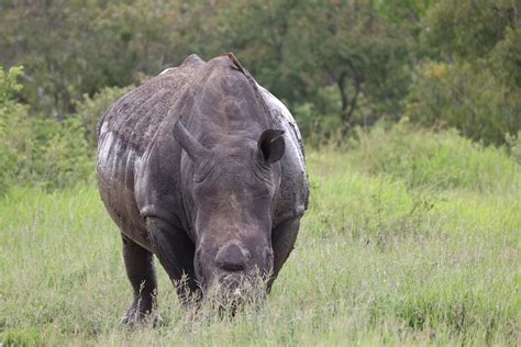 Kruger Park & Sabi Sands Game Reserve Special Offers