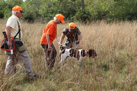 Florida Palmetto NAVHDA | Versatile Hunting Dog Training | Hunting dogs ...