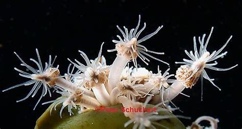 Hydrozoa - Alchetron, The Free Social Encyclopedia