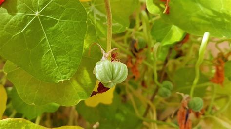 Edible nasturtium seed recipes - Wild Walks Southwest