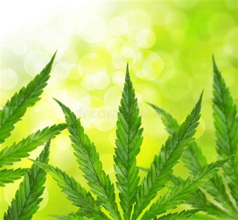 Green leaves stock image. Image of cannabis, hash, nature - 17064653