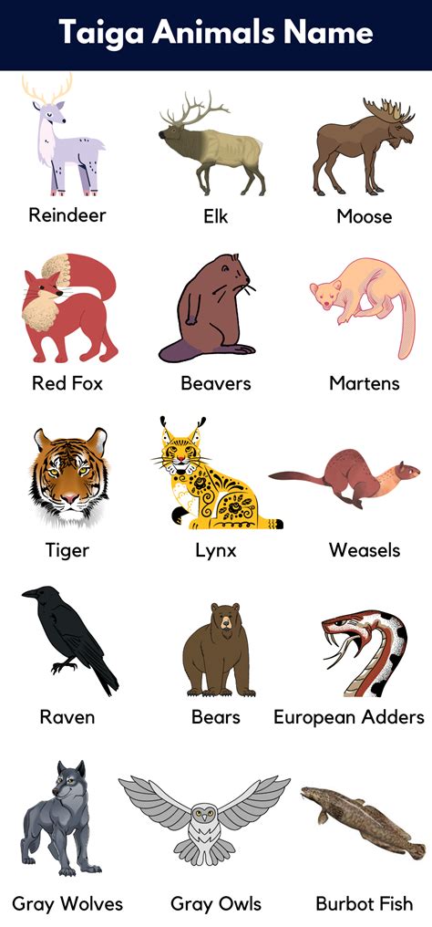 Taiga Animals List, Facts and Pictures - GrammarVocab