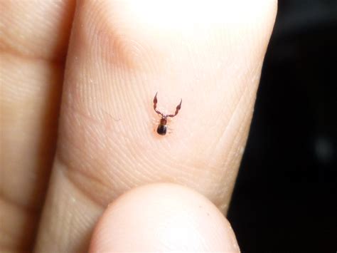 Pseudoscorpion by shar90 on DeviantArt