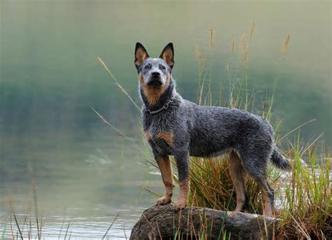 Australian Cattle Dog Breed Health and Care | PetMD