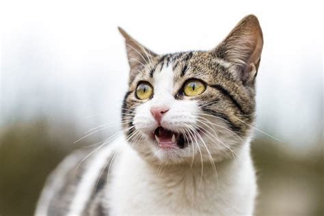 What Is the Flehmen Response in Cats? Why Your Cats Do This