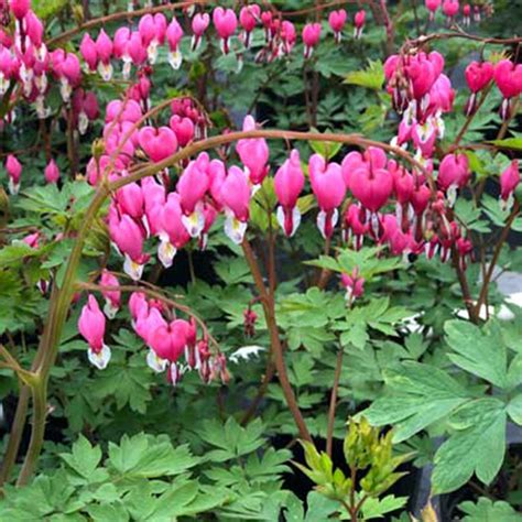 Dicentra spectabilis - Horsford Gardens and Nursery