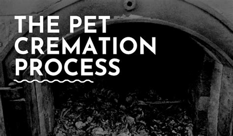 The Pet Cremation Process (A Step by Step Guide) - PetDeparted