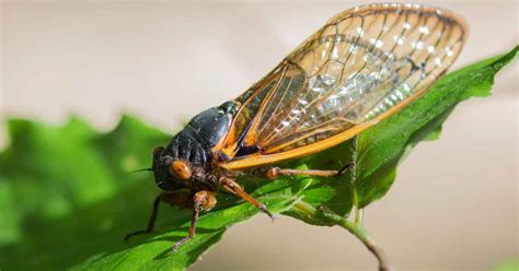 How to Identify and Control Common Plant Pests