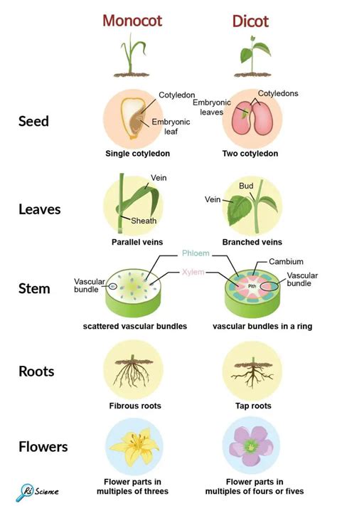 Monocot vs Dicot plants - Rs' Science